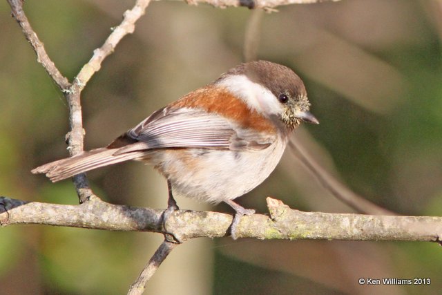 Chestnut-backed Chickadee, Pismo Bay SP, CA, 2-22-13, Ja_26861.jpg