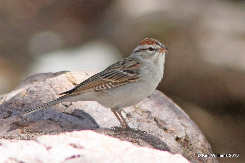 Chipping Sparrow, Madura Canyon, AZ, 2-17-13, Ja_24445.jpg