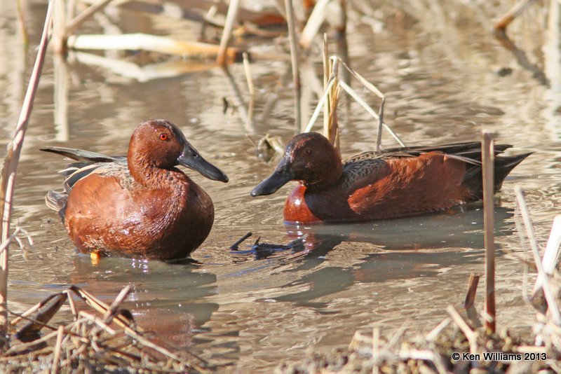 Cinnamon Teal males, Patagonia State Park, AZ, 2-14-13, Ja_23740.jpg