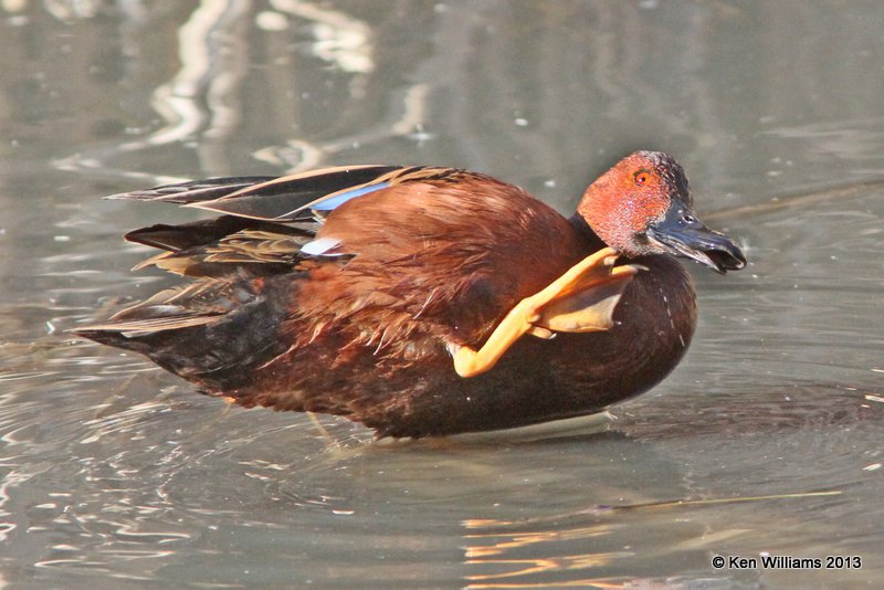 Cinnamon Teal male, Patagonia State Park, AZ, 2-14-13, Ja_23758.jpg