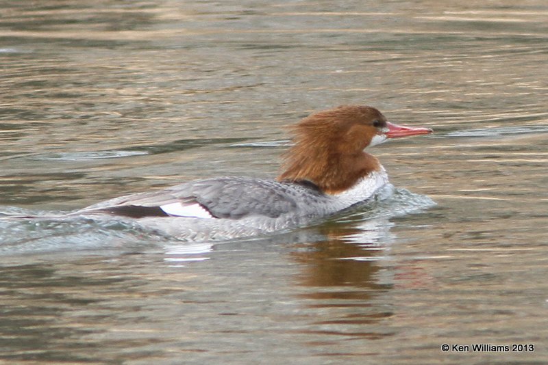 Common Merganser female, Patagonia SP, AZ, 2-15-13, Ja_23922.jpg