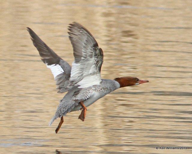 Common Merganser female, Patagonia SP, AZ, 2-15-13, Ja_23929.jpg