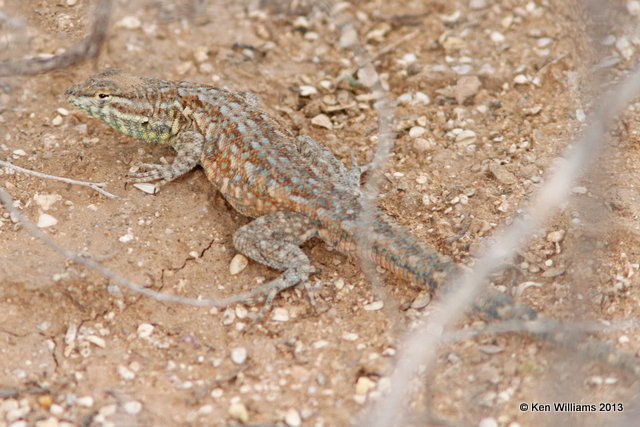 Common Side-blotched Lizard-  Uta stansburiana, west of Buckeye, AZ, 2-20-13, Ja3_26279.jpg