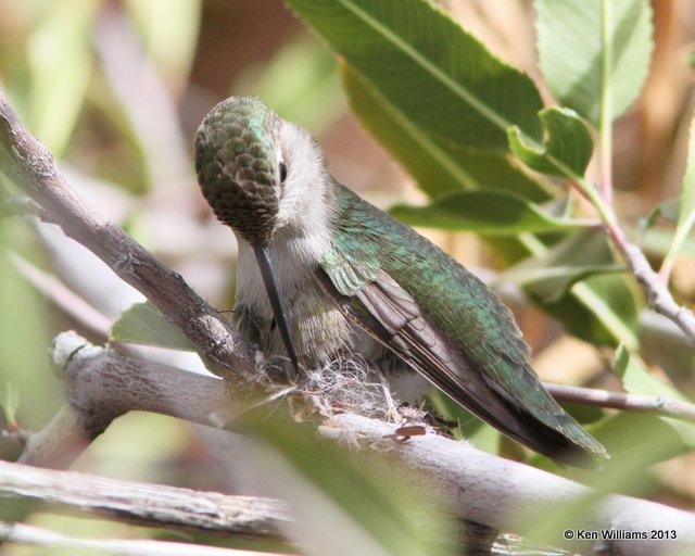 Costa's  Hummingbird female - building nest, Arizona-Sonora Desert Museum, Tucson, AZ, 2-18-13, Ja_24986.jpg
