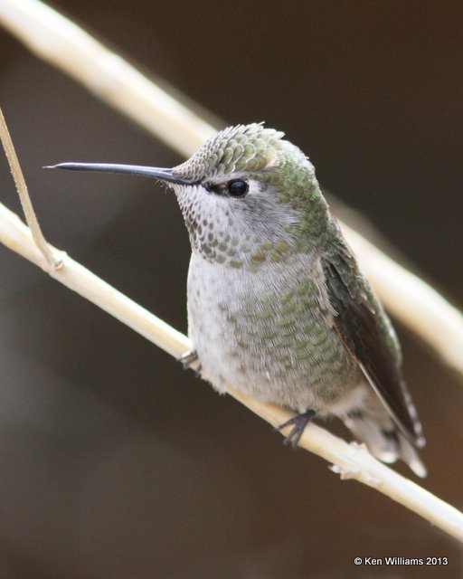 Costa's Hummingbird immature male, Arizona-Sonora Desert Museum, Tucson, AZ, 2-18-13, Ja_25024.jpg