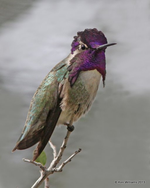 Costa's Hummingbird male, Arizona-Sonora Desert Museum, Tucson, AZ, 2-18-13, Ja3_25005.jpg