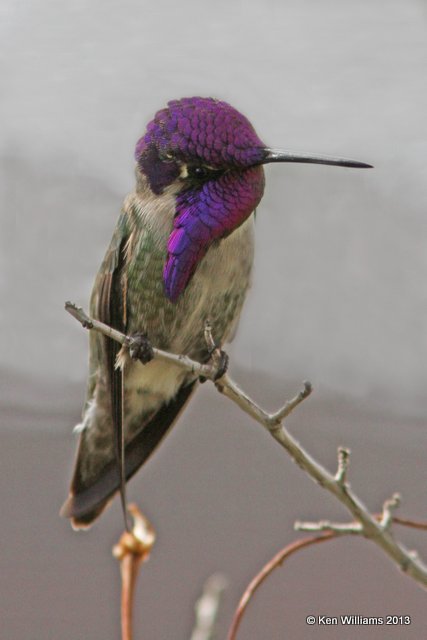 Costa's Hummingbird male, Arizona-Sonora Desert Museum, Tucson, AZ, 2-18-13, Ja_25017.jpg