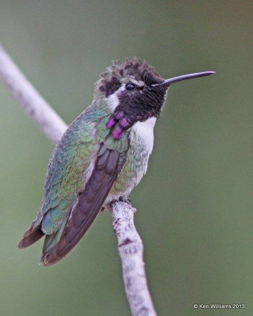 Costa's Hummingbird male, Tucson Desert Museum, AZ, 2-18-13, Ja_25158.jpg