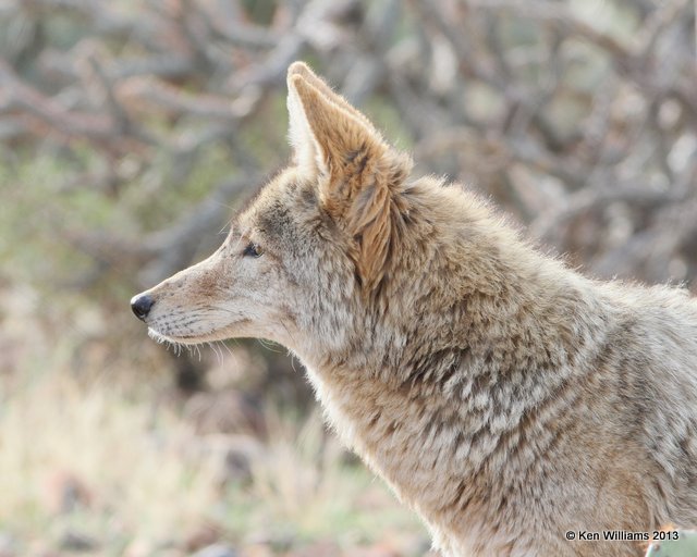 Coyote, Arizona-Sonora Desert Museum, Tucson,  AZ, 2-18-13, Ja_24564.jpg