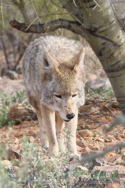 Coyote, Arizona-Sonora Desert Museum, Tucson,  AZ, 2-18-13, Ja_24576.jpg
