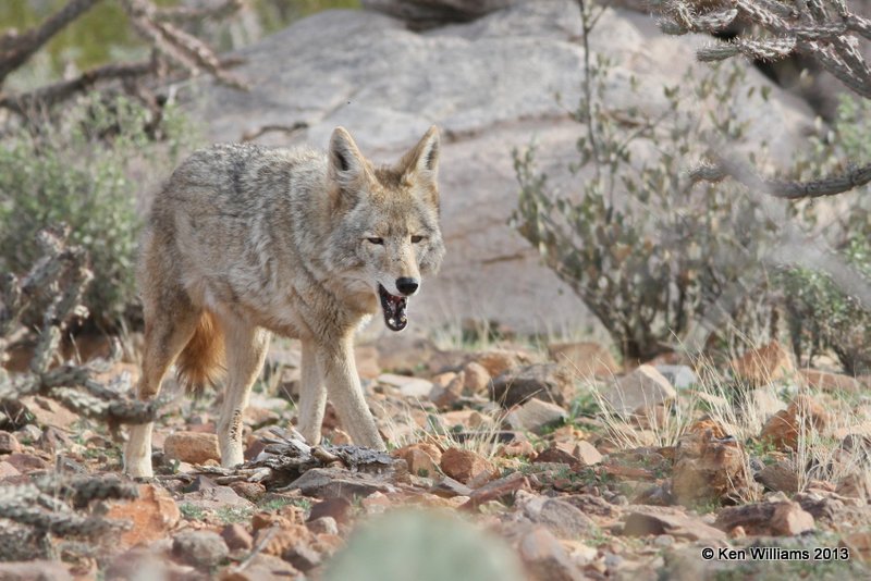 Coyote, Arizona-Sonora Desert Museum, Tucson,  AZ, 2-18-13, Ja_24577.jpg