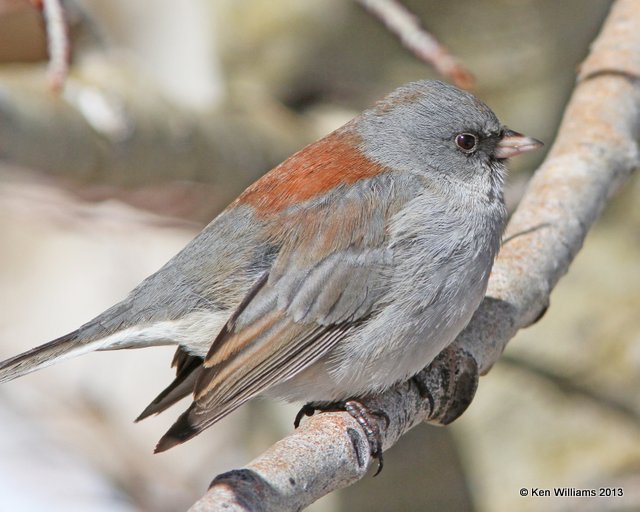 Dark-eyed Junco - Gray-headed, Sandia Peak, NM, 2-12-13, Ja_22764.jpg