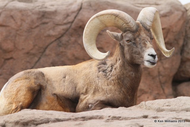 Desert Bighorn ram, Arizona-Sonora Desert Museum, Tucson,  AZ, 2-18-13, Ja_25257.jpg