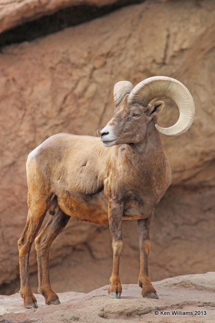 Desert Bighorn ram, Arizona-Sonora Desert Museum, Tucson,  AZ, 2-18-13, Ja_25284.jpg