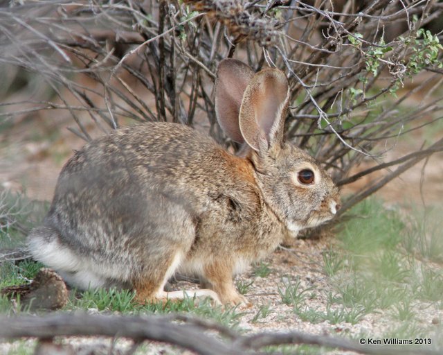 Desert Cottontail, Marana, AZ, 2-18-13, Ja_25752.jpg