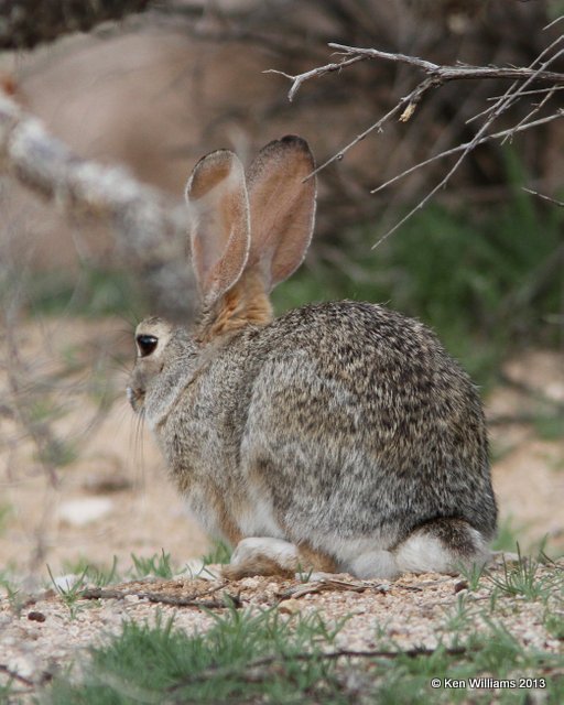 Desert Cottontail, Marana, AZ, 2-18-13, Ja_25753.jpg