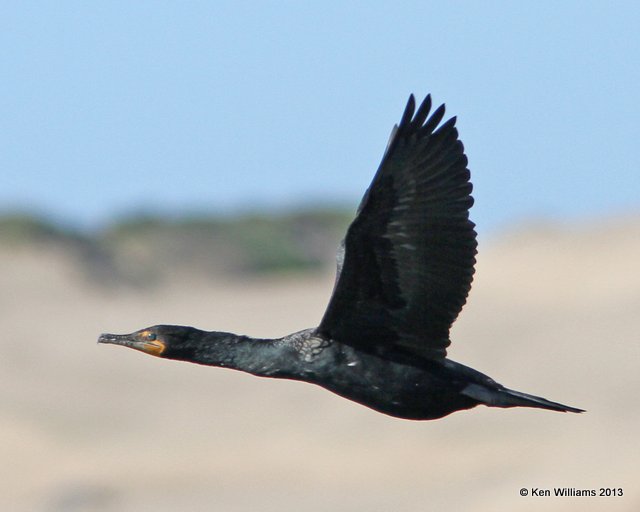 Double-crested Cormorant, Morro Bay, CA, 2-24-13, Ja_28394.jpg