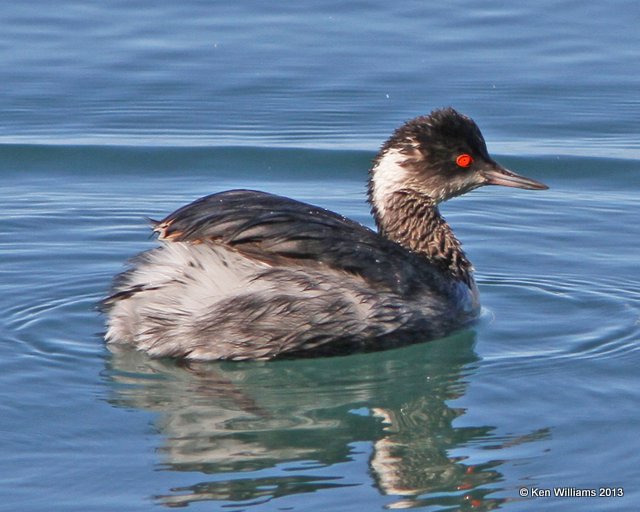 Eared Grebe - nonbreeding plumage, Morro Bay, CA, 2-24-13, Ja_28261.jpg