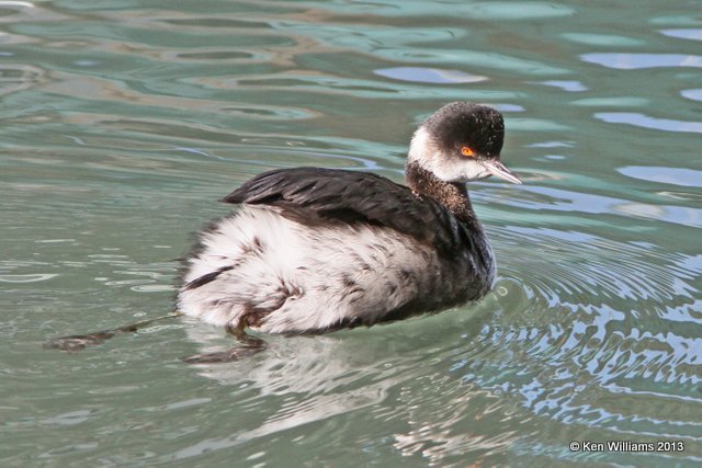 Eared Grebe - nonbreeding plumage, Morro Bay, CA, 2-24-13, Ja_28318.jpg