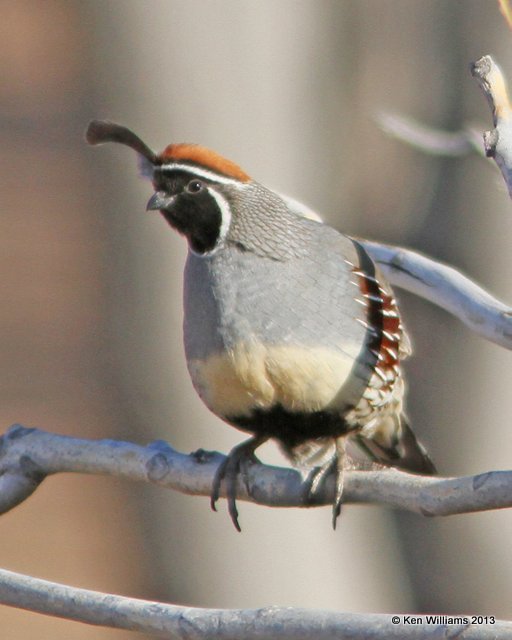 Gambel's Quail male, San Antonio, NM, 2-13-13, Ja_23249.jpg