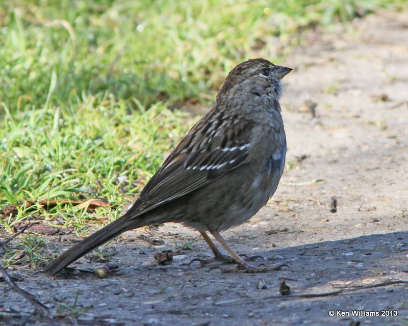 Golden-crowned Sparrow, Pismo Bay SP, CA, 2-23-13, Ja_27489.jpg