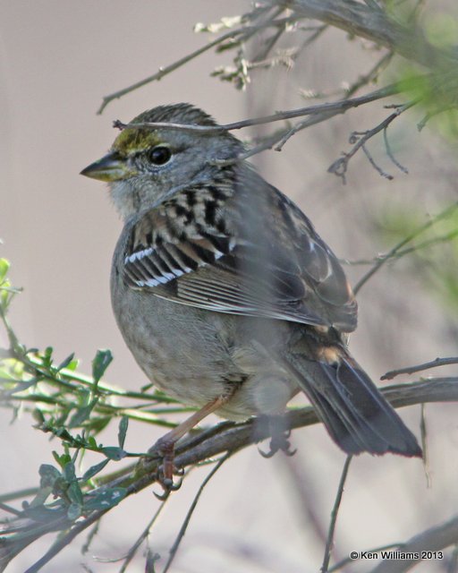 Golden-crowned Sparrow, Pismo Bay SP, CA, 2-23-13, Ja_27508.jpg