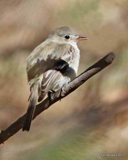 Gray Flycatcher, Patagonia State Park, AZ, 2-14-13, Ja_23681.jpg