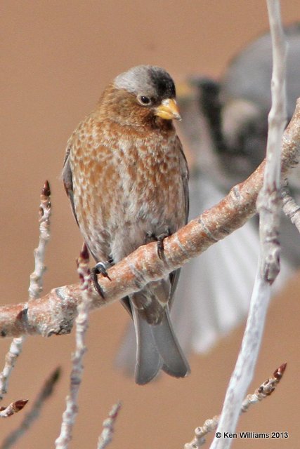 Gray-crowned Rosy-Finch - interior subspecies, Sandia Peak, NM, 2-12-13, Ja_22572.jpg