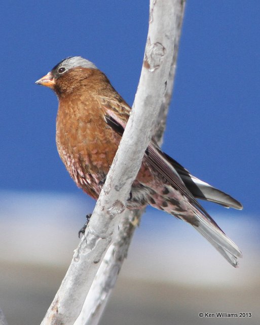 Gray-crowned Rosy-Finch - interior subspecies, Sandia Peak, NM, 2-12-13, Ja_22590.jpg