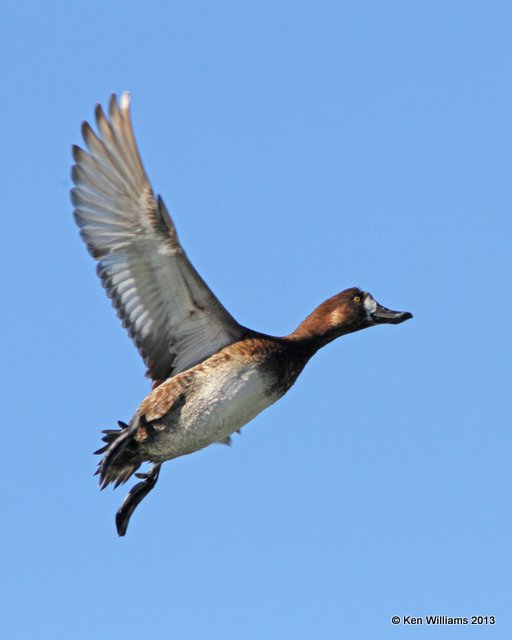 Greater Scaup, Morro Bay, CA, 2-24-13, Ja_28327.jpg