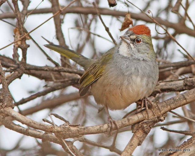 Green-tailed Towhee, Patagonia, AZ, 2-15-13, Ja_23990.jpg