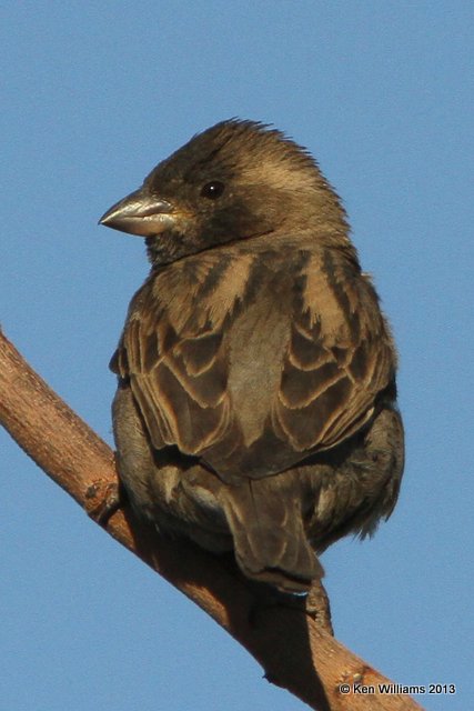 House Sparrow - female melanistic, Wilcox, AZ, 2-13-13, Ja_23501.jpg