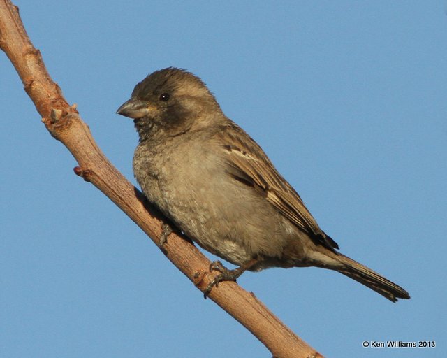 House Sparrow - female melanistic, Wilcox, AZ, 2-13-13, Ja_23505.jpg