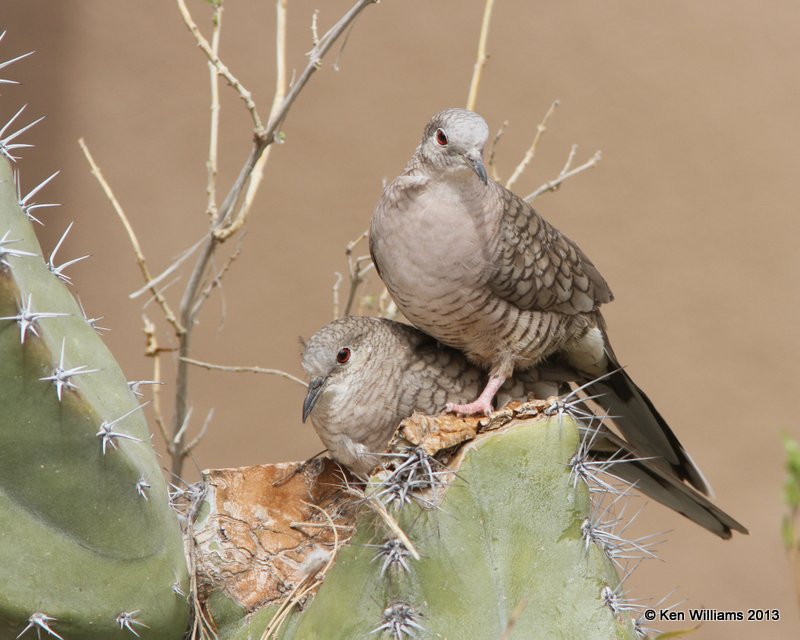 Inca Dove building nest with a friend, Arizona-Sonora Desert Museum, Tucson,  AZ, 2-18-13, Ja_25181.jpg