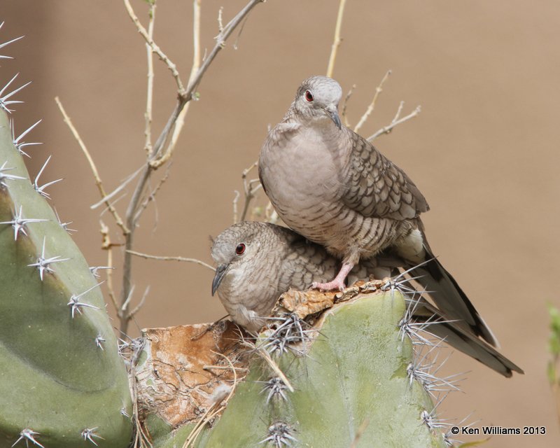 Inca Dove building nest with a friend, Arizona-Sonora Desert Museum, Tucson, AZ, 2-18-13, Ja_25181.jpg