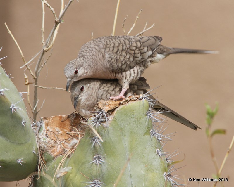 Inca Dove building nest with help, Arizona-Sonora Desert Museum, Tucson,  AZ, 2-18-13, Ja_25179.jpg