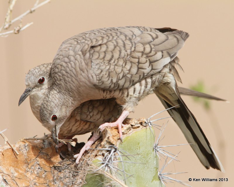 Inca Dove nest building with a friend, Arizona-Sonora Desert Museum, Tucson, AZ, 2-18-13, Ja_25216.jpg