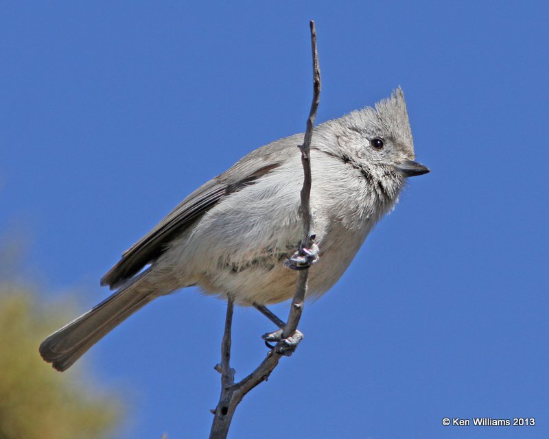 Juniper Titmouse, South Rim Grand Canyon, AZ, 2-26-13, Ja_28701.jpg