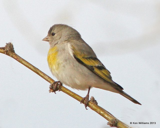 Lawrence's Goldfinch female, Patagonia, AZ, 2-15-13, Ja_23881.jpg