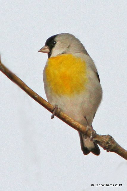 Lawrence's Goldfinch male, Patagonia, AZ, 2-15-13, Ja_23887.jpg