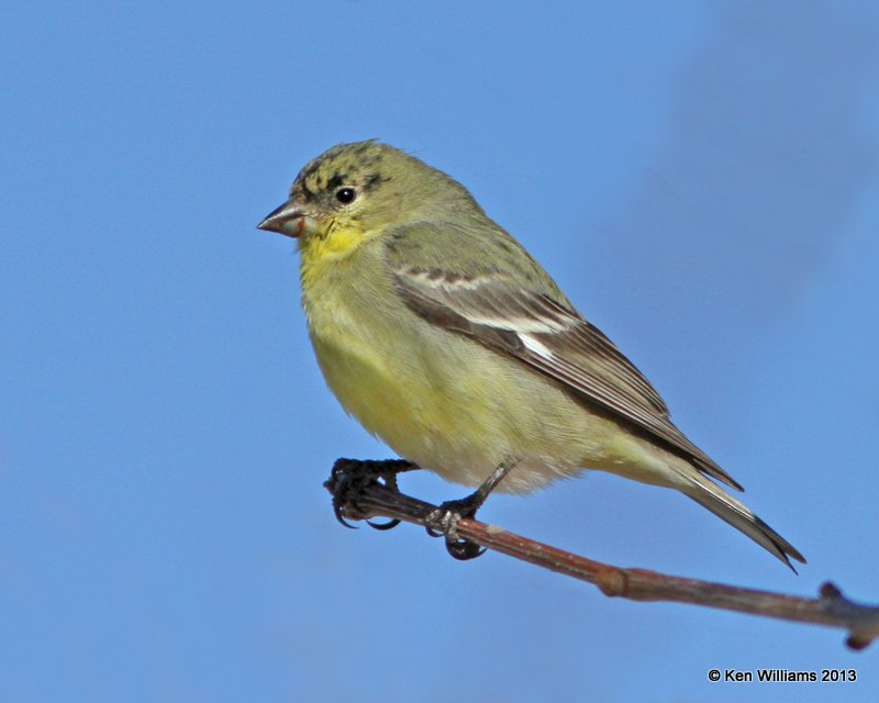 Lesser Goldfinch - Western form male juvenile, San Antonio, NM, 2-13-13, Ja_23348.jpg