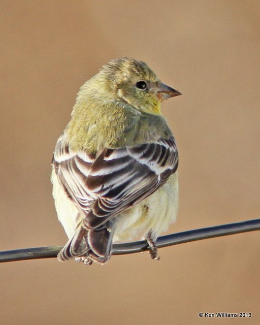 Lesser Goldfinch - Western form female, San Antonio, NM, 2-13-13, Ja_23298.jpg