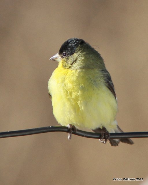 Lesser Goldfinch - Western form male, San Antonio, NM, 2-13-13, Ja_23261.jpg