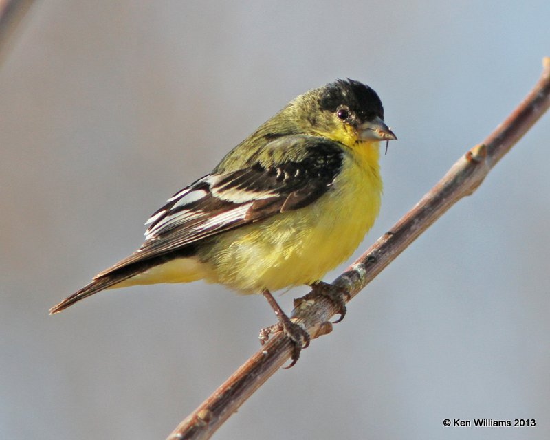 Lesser Goldfinch - Western form male, San Antonio, NM, 2-13-13, Ja_23297.jpg