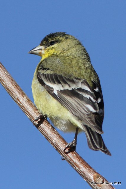 Lesser Goldfinch - Western form male, San Antonio, NM, 2-13-13, Ja_23321.jpg