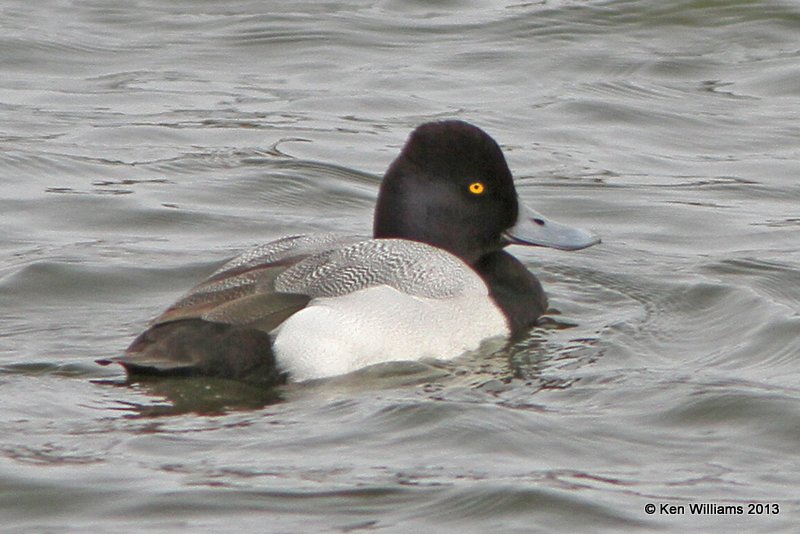 Lesser Scaup, Patagonia SP, AZ, 2-15-13, Ja_23976.jpg