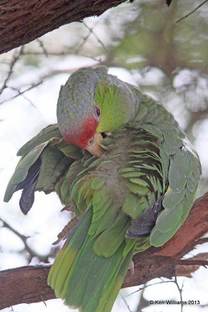 Lilac-crowned Parrot, Arizona-Sonora Desert Museum, Tucson, AZ, 2-18-13,Ja_25145.jpg