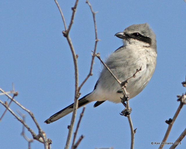 Loggerhead Shrike, west of Buckeye, AZ, 2-21-13, Ja_26730.jpg