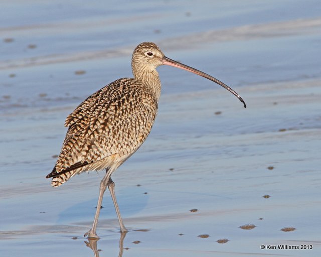 Long-billed Curlew, Pismo Bay, CA, 2-23-13, Ja_27169.jpg