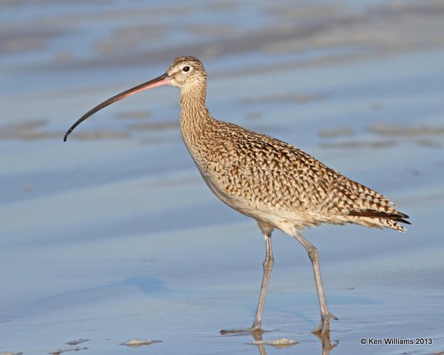 Long-billed Curlew, Pismo Bay, CA, 2-23-13, Ja_27178.jpg